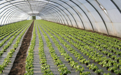 Le Tchad se lance dans la production de tomates sous serre pour une agriculture durable