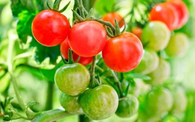 Les tomates sous serre au Tchad : une solution saine et bénéfique pour les consommateurs